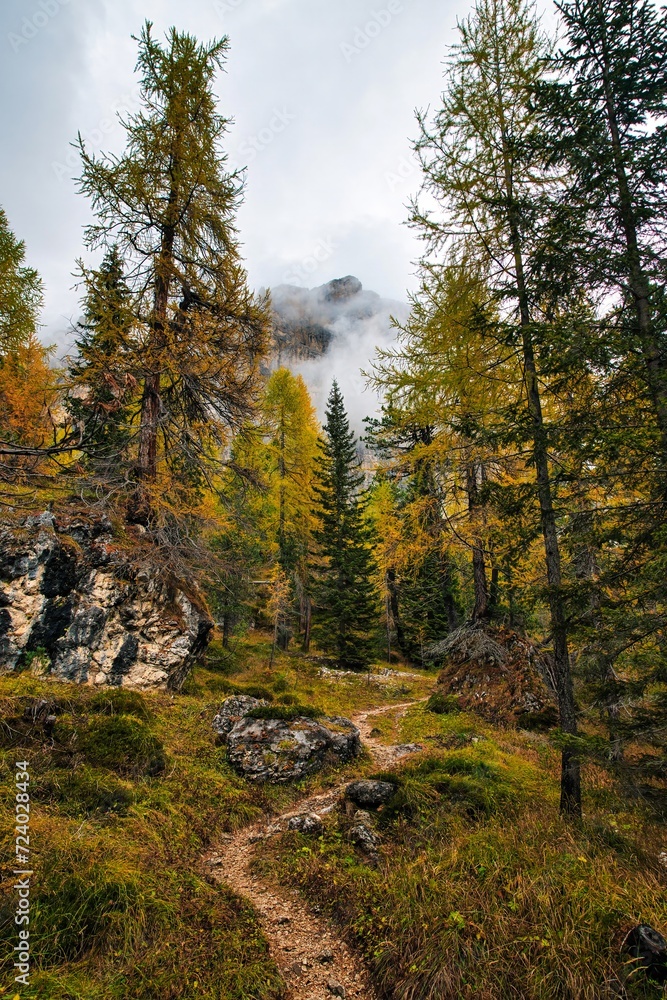Forest in Dolomites Mountains in autumn season. Italy Forest in Dolomites Mountains in autumn season. Italy