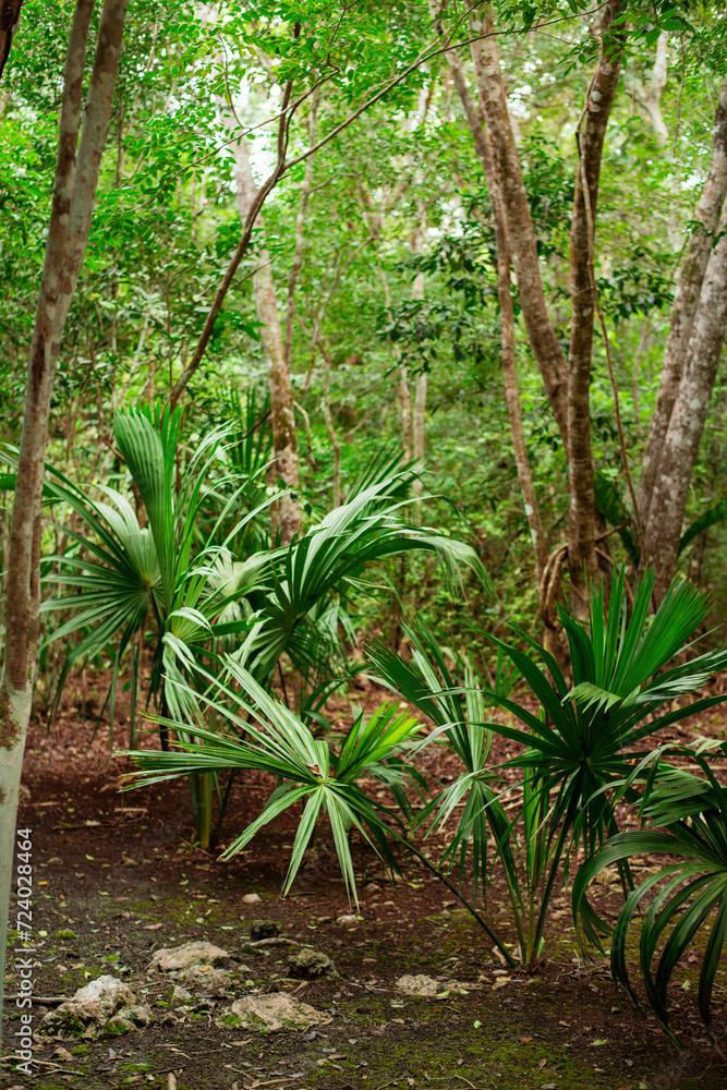 path through the dense, shady tropical jungle of the Yucatan path through the dense, shady tropical jungle of the Yucatan