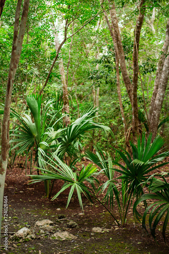 path through the dense  shady tropical jungle of the Yucatan