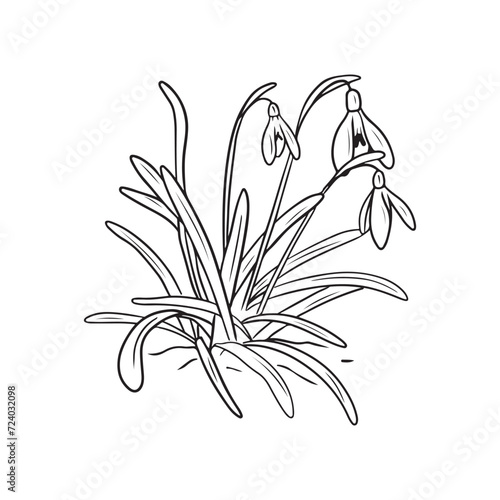 Realistic galanthus snowdrop flowers in soil, ground in black isolated on white. Hand drawn vector sketch illustration in doodle vintage engraved outline, line art style. First flowers, spring.