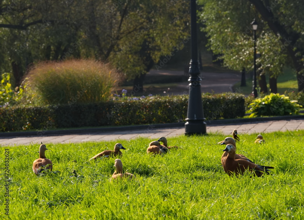 Russia, Moscow. A small flock of red ducks (ogar) is serenely resting in the Tsaritsyno city Park. - obrazy, fototapety, plakaty 