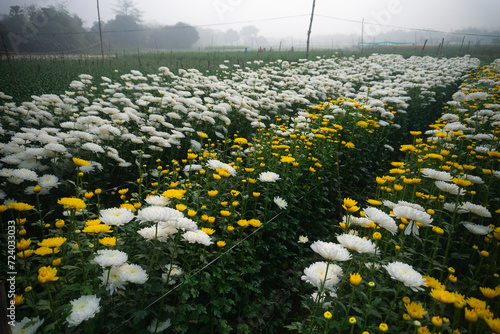 Vast field of budding Chrysanthemums, Chandramalika, Chandramallika, mums , chrysanths, genus Chrysanthemum, family Asteraceae. Winter morning at Valley of flowers at Khirai, West Bengal, India. photo