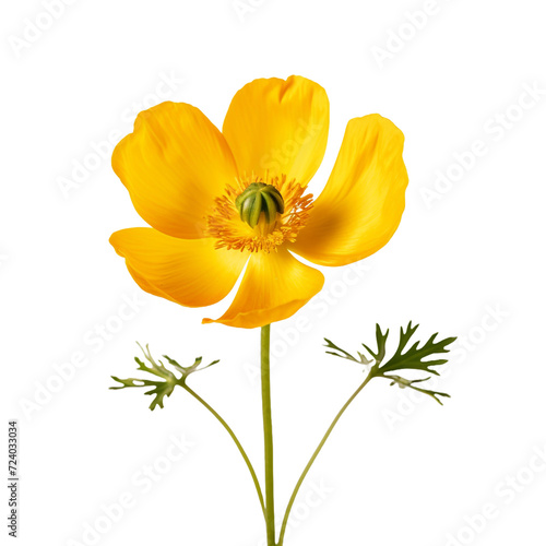 Buttercup flower isolated on transparent background