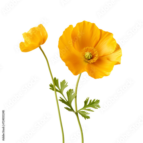 Buttercup flower isolated on transparent background