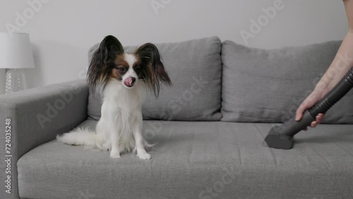 cute papillon dog sitting on the couch and woman cleaning sofa with vacuum cleaner photo