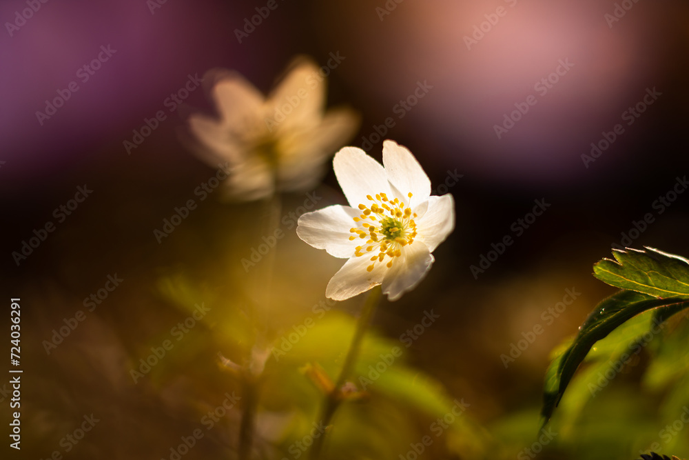 Obraz premium Wood Anemone