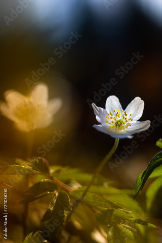 Wood anemone