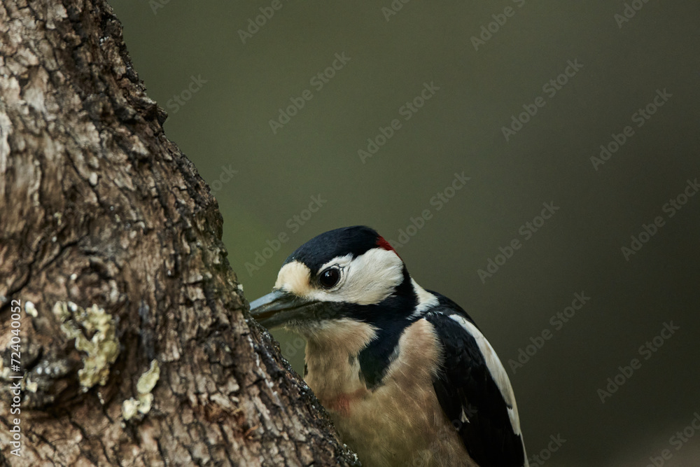 Obraz premium retrato del pico picapinos (Dendrocopos major)