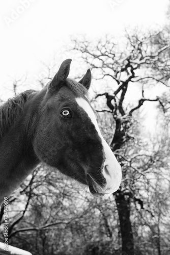 Black and white portrait of blue eyed horse in winter season snow on farm.