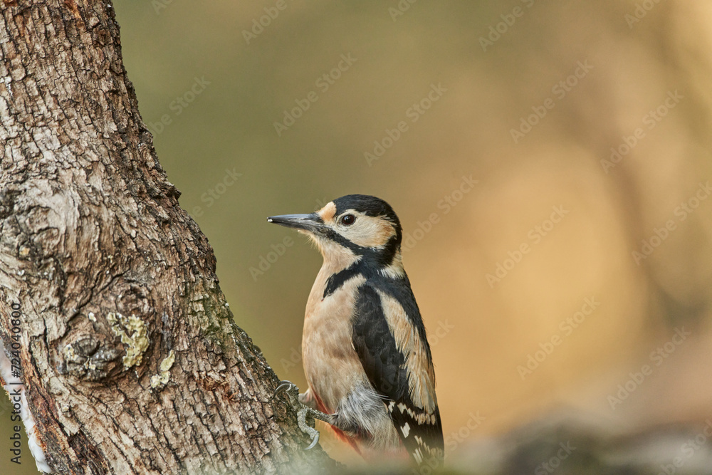 Naklejka premium retrato del pico picapinos (Dendrocopos major)