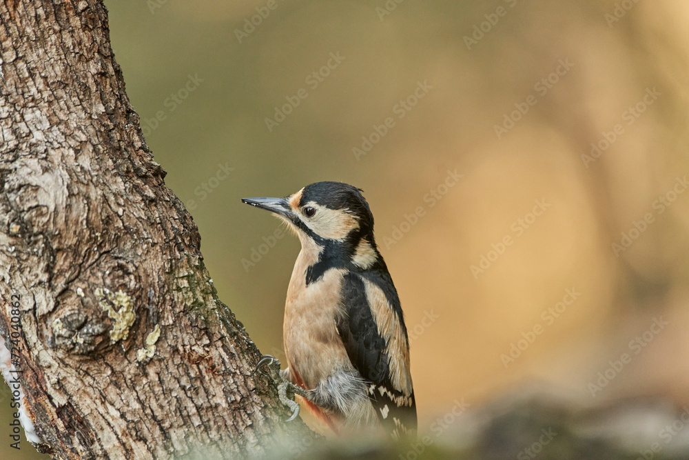 Fototapeta premium retrato del pico picapinos (Dendrocopos major)