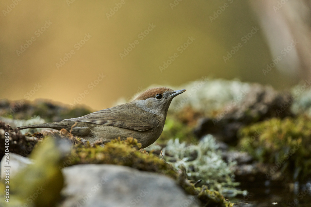 curruca capirotada (Sylvia atricapilla) curruca capirotada (Sylvia atricapilla)