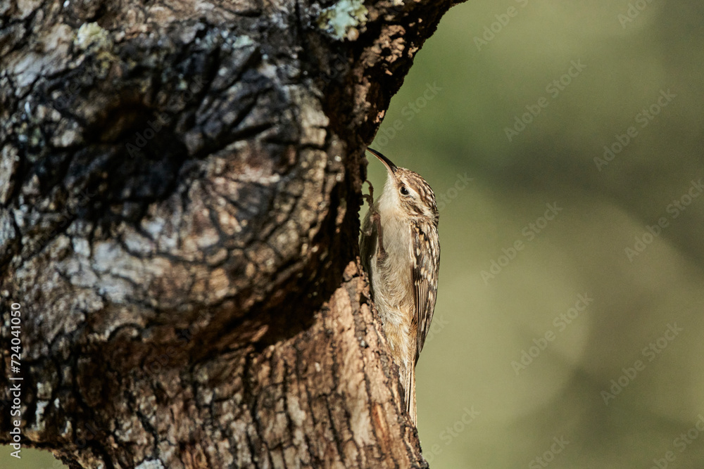 agateador norteño o euroasiático (Certhia familiaris) agateador norteño o euroasiático (Certhia familiaris)