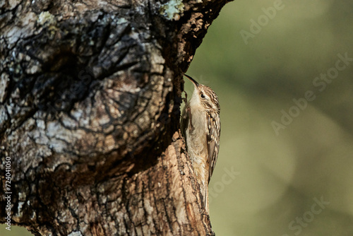 agateador norteño o euroasiático​ (Certhia familiaris)​