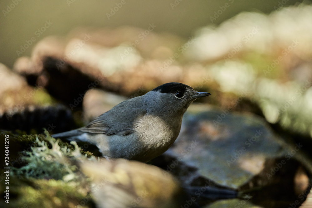 Naklejka premium curruca capirotada macho en el bosque (Sylvia atricapilla)
