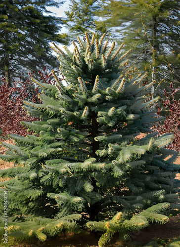 spruce tree: Young Evergreen Tree Standing Sturdily in a Daylight Outdoor Setting photo