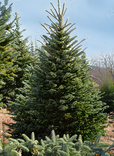spruce tree: Young Evergreen Tree Standing Sturdily in a Daylight Outdoor Setting