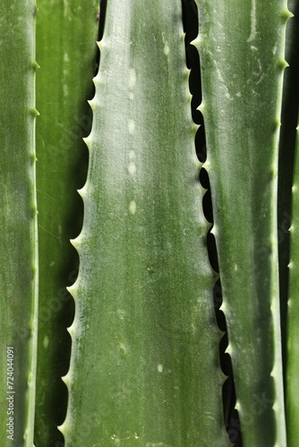 Green aloe vera leaves as background, top view photo