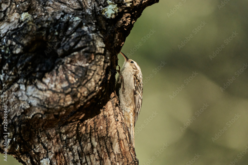 agateador norteño o euroasiático (Certhia familiaris) agateador norteño o euroasiático (Certhia familiaris)