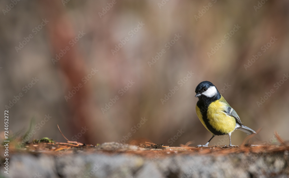 Naklejka premium Great tit (Parus major), resting on a stone wall