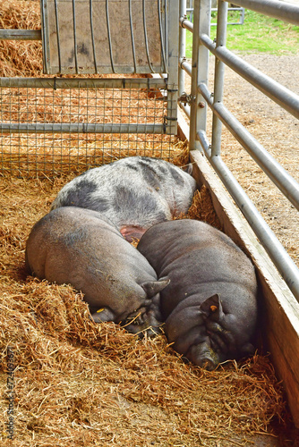 Saint Cyr l Ecole; France - august 4 2023 : educational Gally farm photo