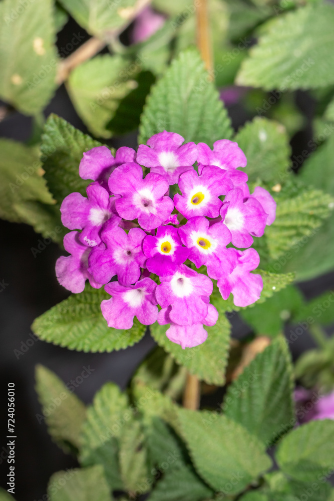 Pink lantana flowers (Lantana rugosa), Cape Town, South Africa Pink lantana flowers (Lantana rugosa), Cape Town, South Africa