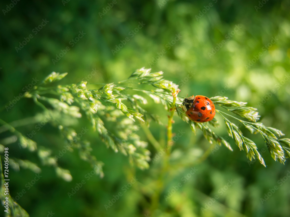Obraz premium Coccinella septempunctata_Ladybug
