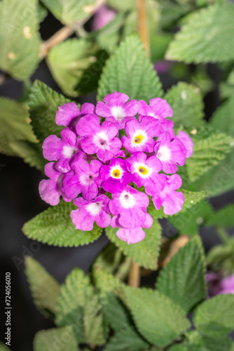 Pink lantana flowers (Lantana rugosa), Cape Town, South Africa