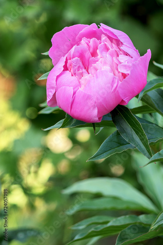 Fototapeta Naklejka Na Ścianę i Meble -  A blooming bud of a pink perennial peony in a summer garden bed.