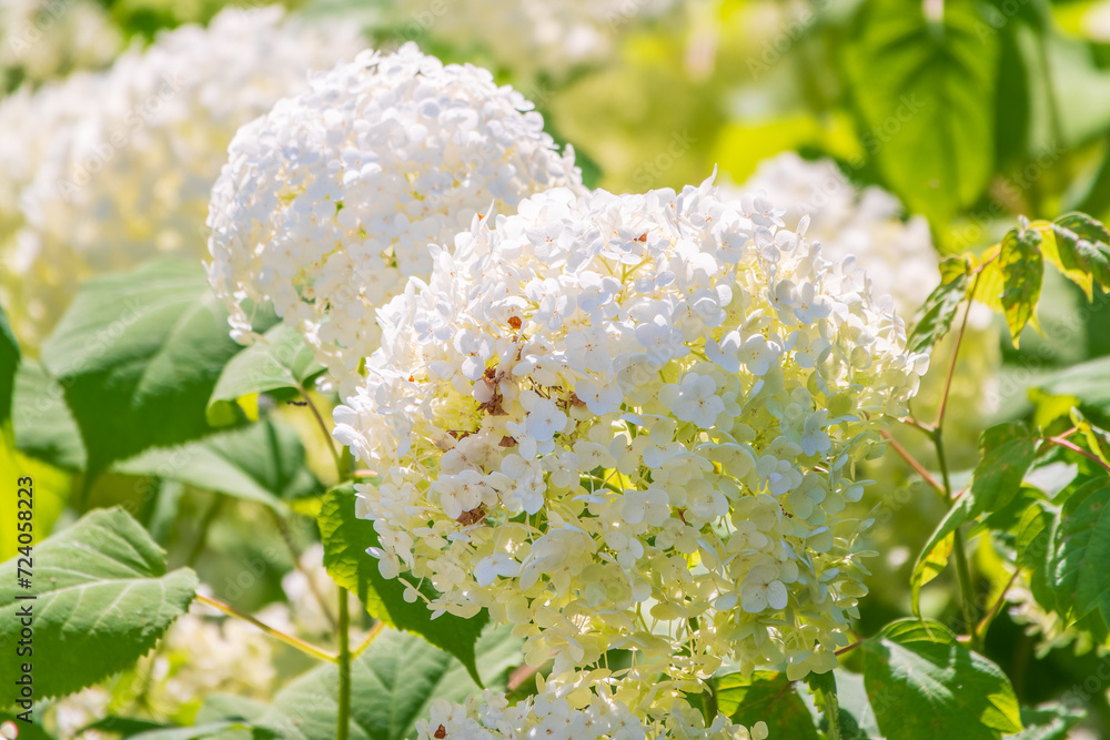 Lush white and yellow hydrangea flowers in summer. Lush white and yellow hydrangea flowers in summer.