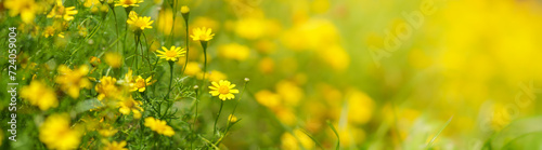Closeup of mini yellow flower under sunlight with copy space using as background natural green plants landscape, ecology wallpaper cover page concept.