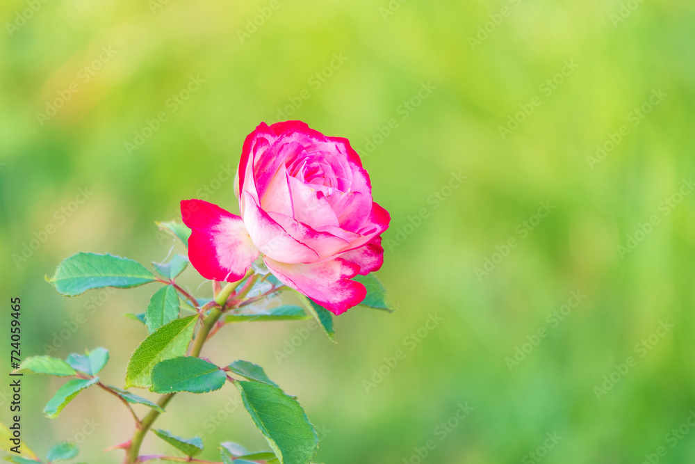 Close-up of a pink rose on green background Close-up of a pink rose on green background