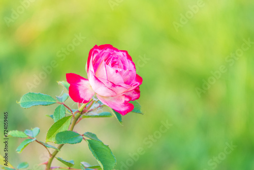 Close-up of a pink rose on green background