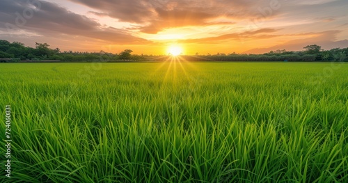 Dawn s Golden Embrace - Sunrise Casting a Warm Glow Over the Verdant Rice Fields