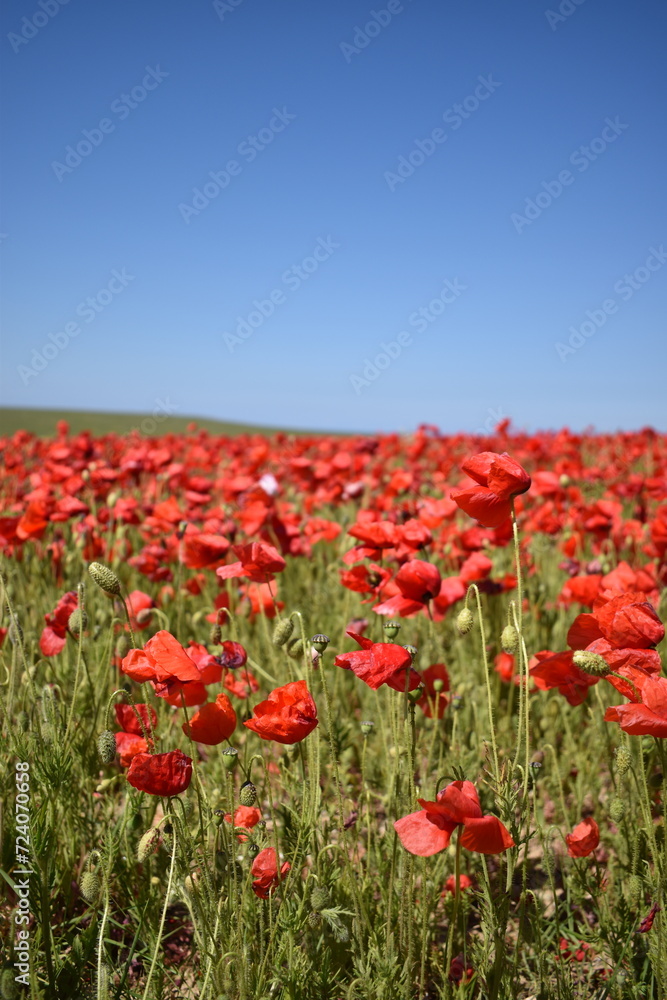 Field of poppies, Cornwall
