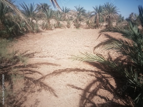 نخيل و نخل وتمور/Palm trees, palm trees and dates photo