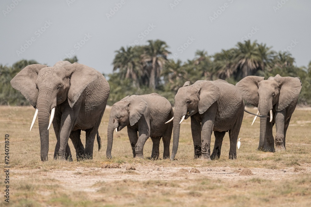 Fototapeta premium elephants group in the wild