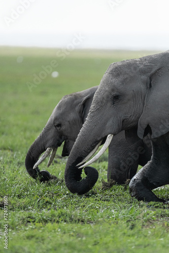 elephants group easting grass in the wild
