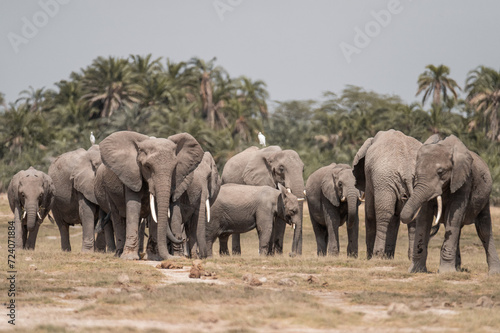 elephants group in the wild © Rubn