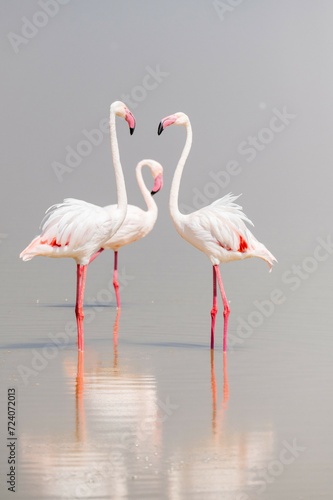 wild flamingos group on the lake