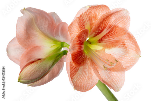 Beautiful orange Amaryllis flower or Hippeastrum isolated on white background, close up