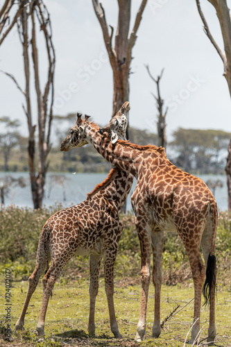 giraffe group in the wild