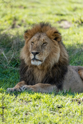 wild male lion cub in the grass