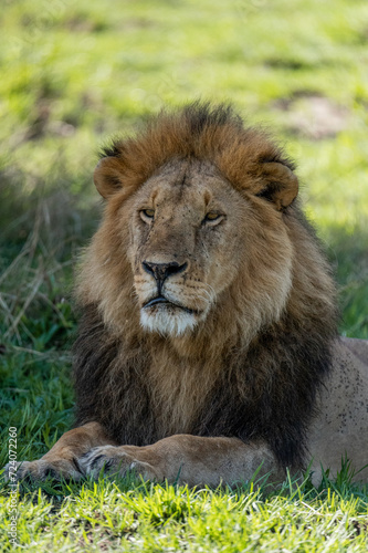 Fototapeta Naklejka Na Ścianę i Meble -  wild male lion cub in the grass