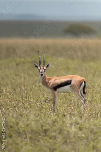 impala antelope in the wild