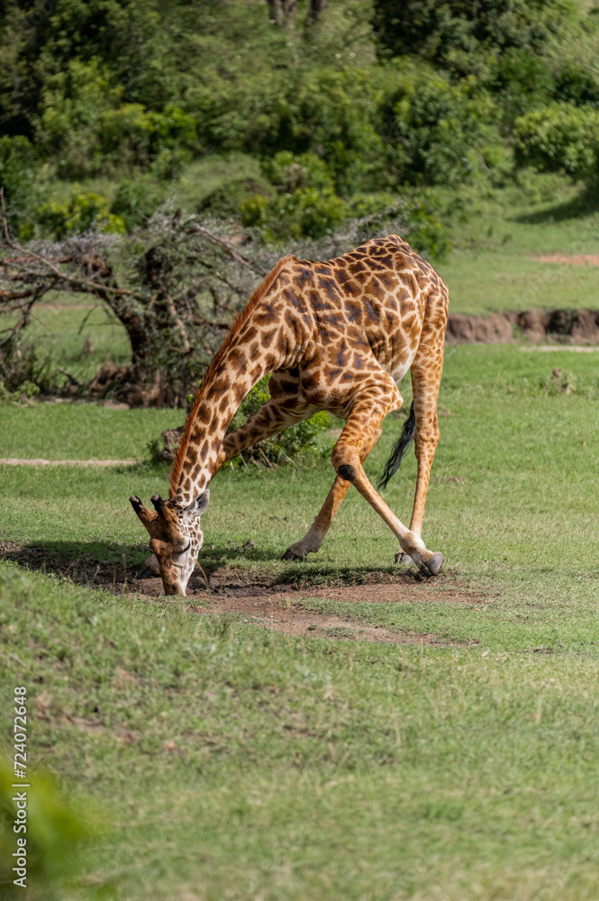 Fotografie giraffe eating grass in the wild