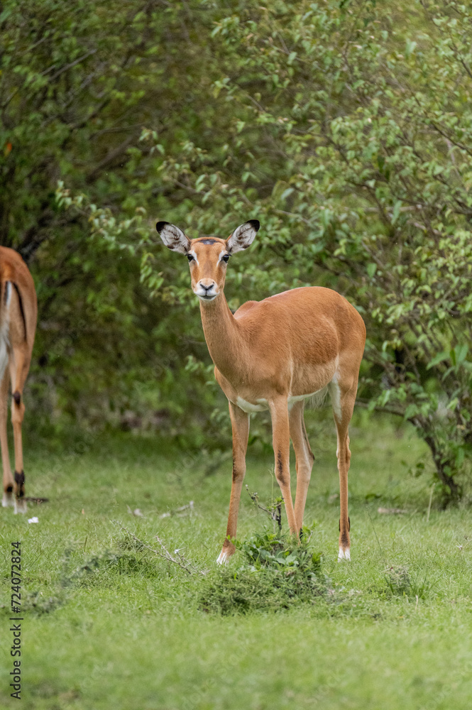 wild deer impala in the forest wild deer impala in the forest