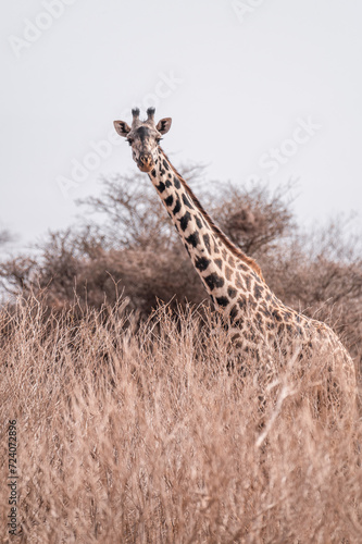 giraffe group hidden in the wild