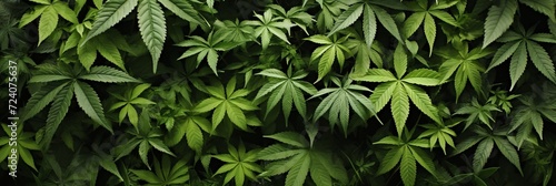 Vibrant fresh marijuana leaves background â€“ ideal for banner design with ample copy space photo