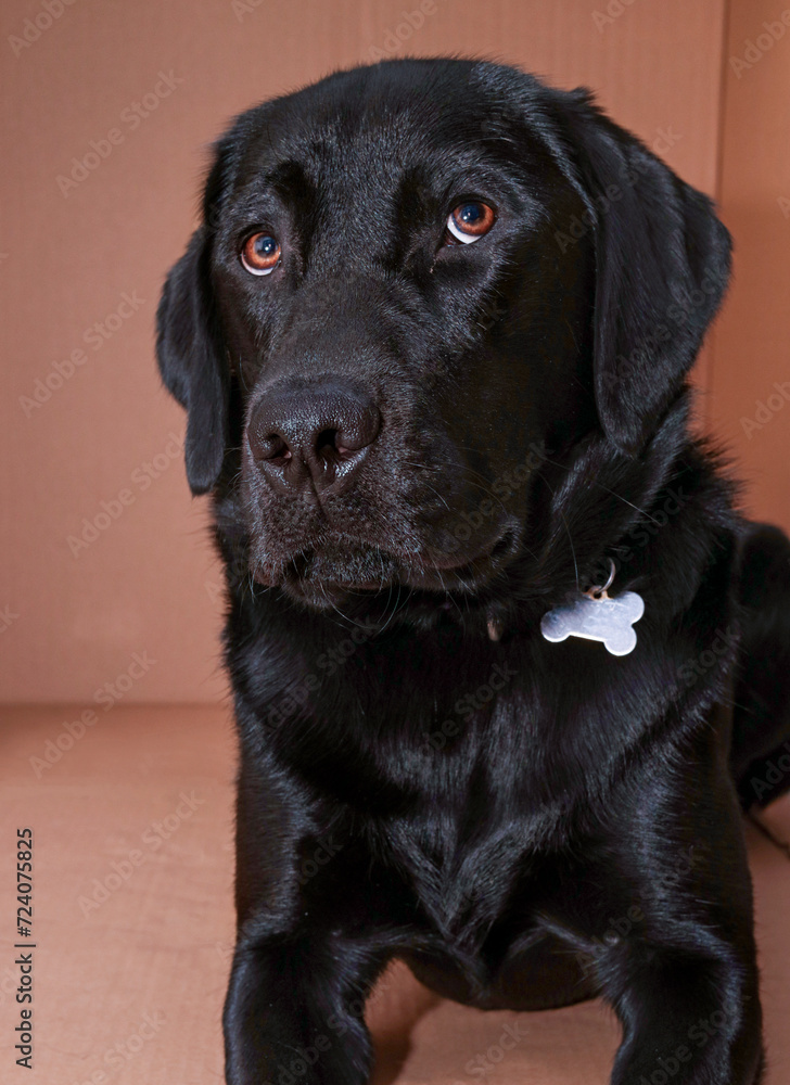 Black Labrador Retriever is lying in a box, looking a bit thoughtful